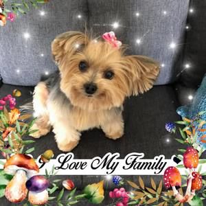 Meet your Posher, Jeanine